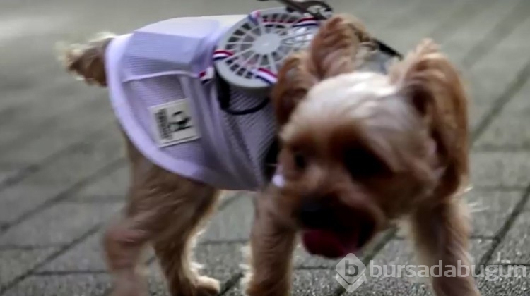 Sıcaktan bunalan kedi ve köpekler için ilginç fikir!
