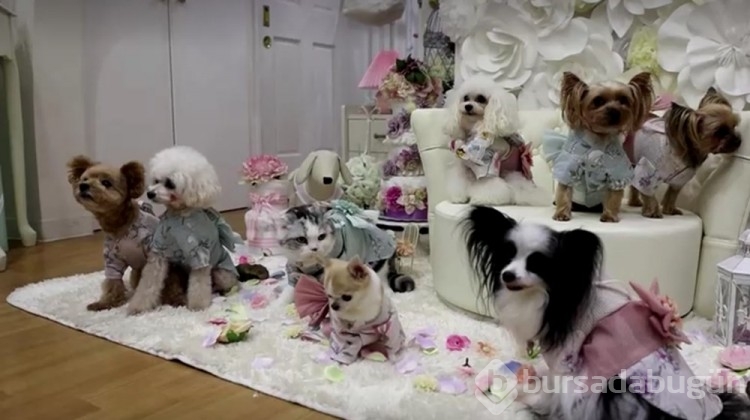 Sıcaktan bunalan kedi ve köpekler için ilginç fikir!