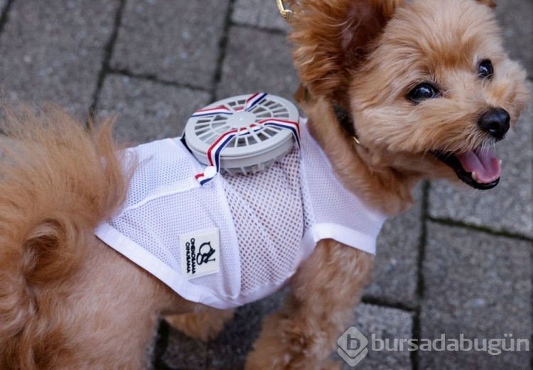Sıcaktan bunalan kedi ve köpekler için ilginç fikir!