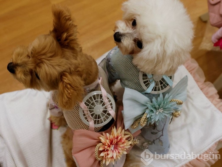 Sıcaktan bunalan kedi ve köpekler için ilginç fikir!