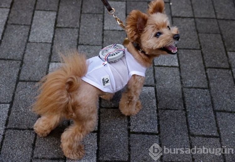 Sıcaktan bunalan kedi ve köpekler için ilginç fikir!