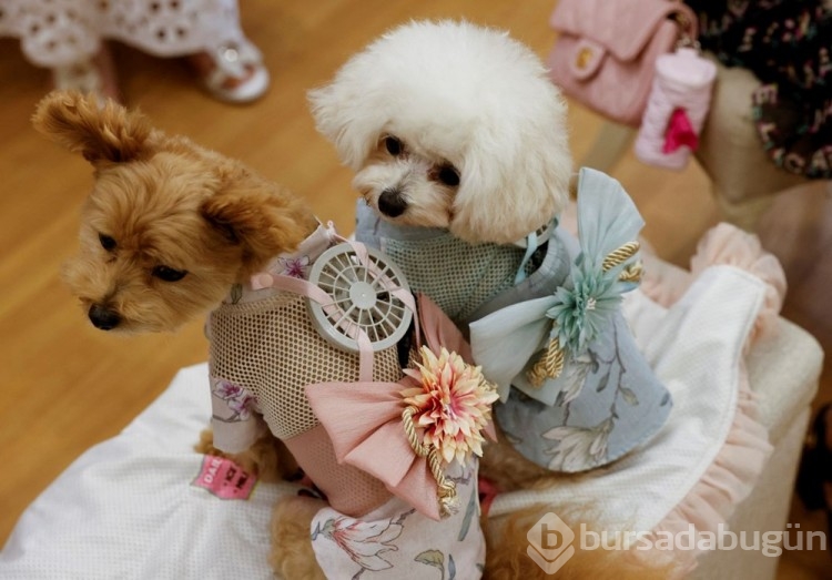 Sıcaktan bunalan kedi ve köpekler için ilginç fikir!