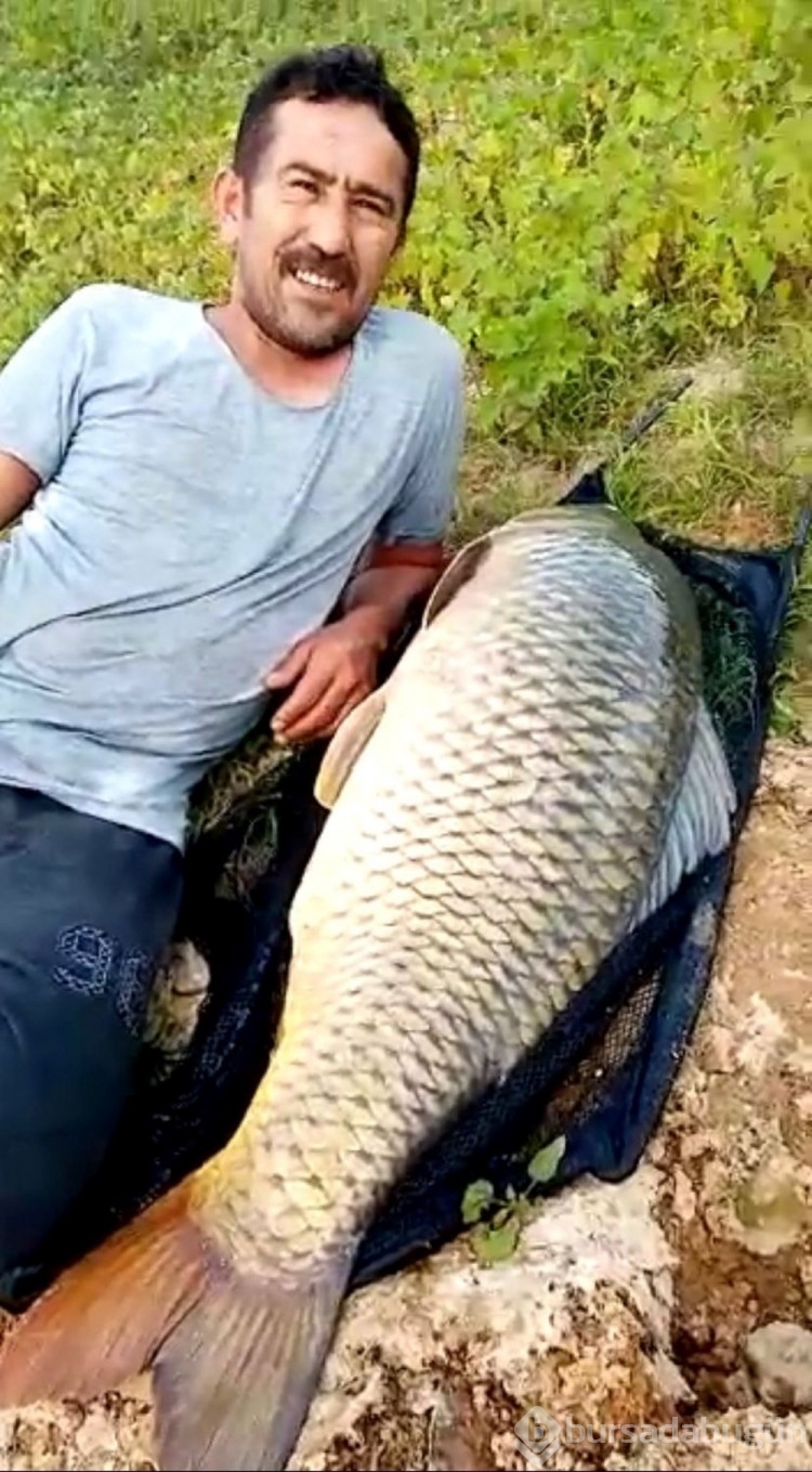 Ömerli Barajı'nda dev sazan