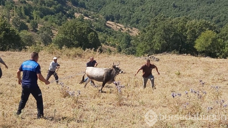 Bayramda kaçan dana 26 gün sonra yakalandı