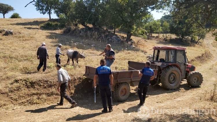 Bayramda kaçan dana 26 gün sonra yakalandı