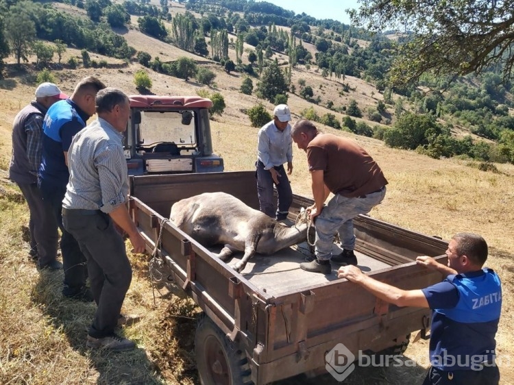 Bayramda kaçan dana 26 gün sonra yakalandı