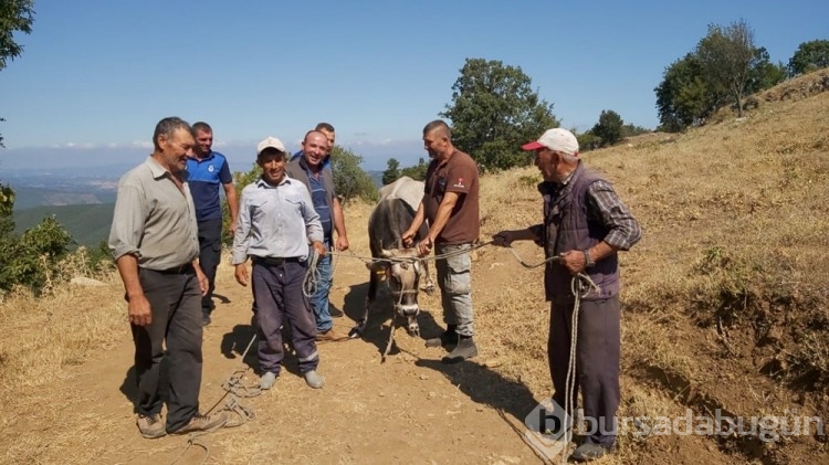 Bayramda kaçan dana 26 gün sonra yakalandı