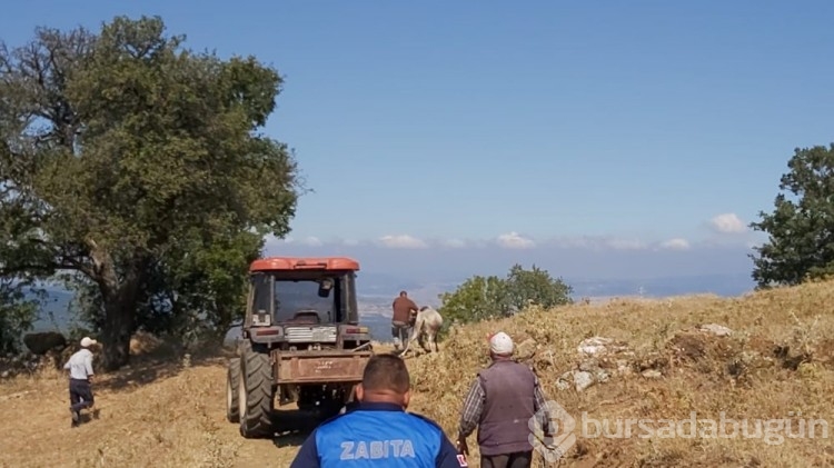 Bayramda kaçan dana 26 gün sonra yakalandı