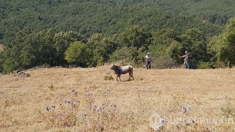 Bayramda kaçan dana 26 gün sonra yakalandı