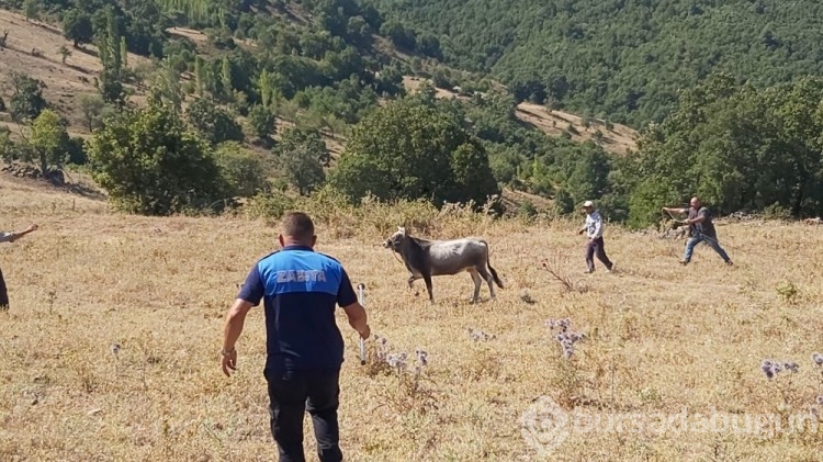 Bayramda kaçan dana 26 gün sonra yakalandı