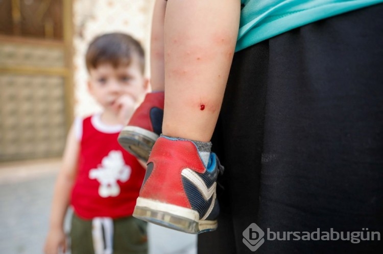 İstanbul'da 'Aedes' tehdidi