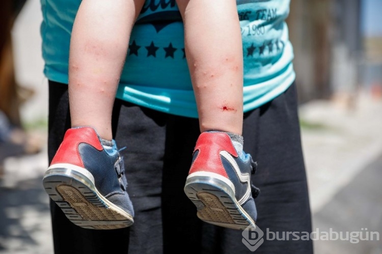 İstanbul'da 'Aedes' tehdidi