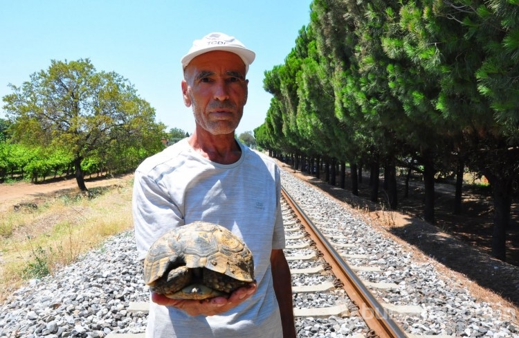 Her gün 20 kilometre yürüyüp kaplumbağaları kurtarıyor