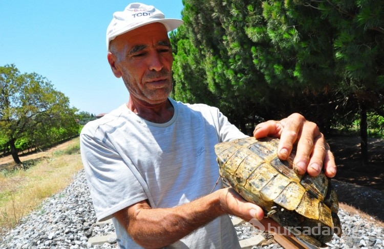 Her gün 20 kilometre yürüyüp kaplumbağaları kurtarıyor