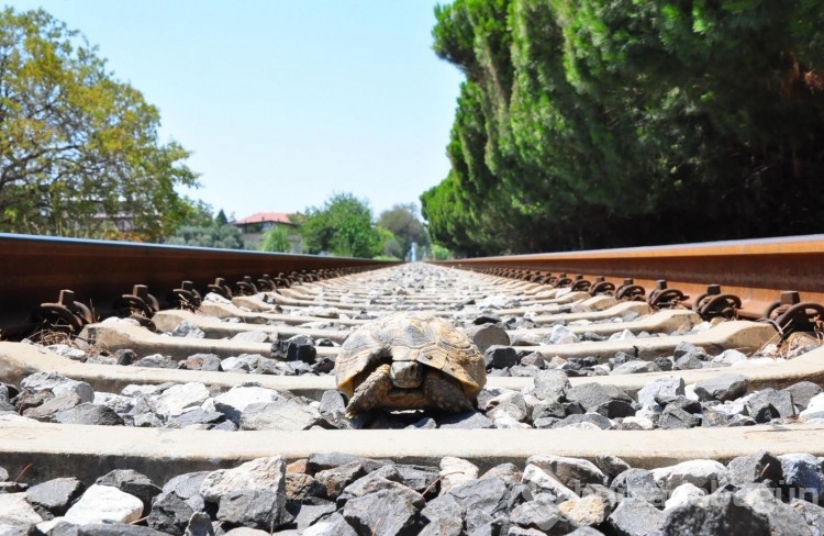 Her gün 20 kilometre yürüyüp kaplumbağaları kurtarıyor