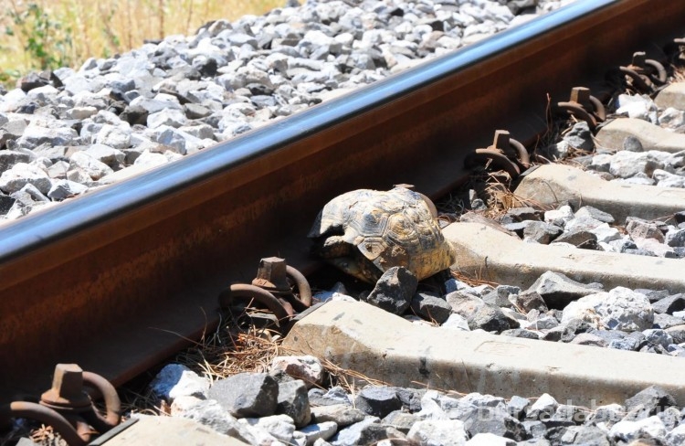 Her gün 20 kilometre yürüyüp kaplumbağaları kurtarıyor