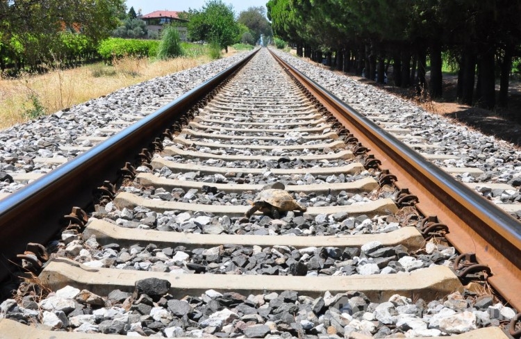 Her gün 20 kilometre yürüyüp kaplumbağaları kurtarıyor