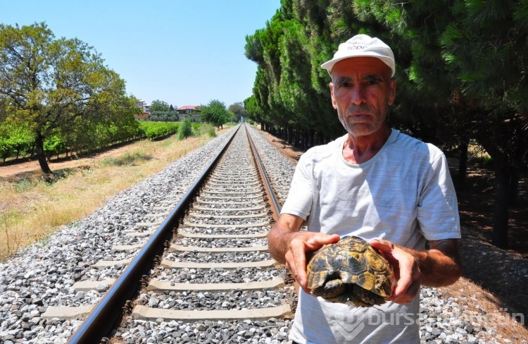 Her gün 20 kilometre yürüyüp kaplumbağaları kurtarıyor