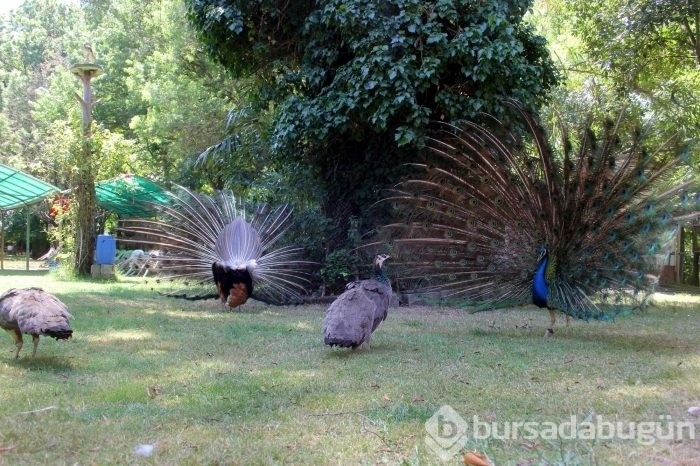 Bursa'da gezilecek yerler: Uluabat Kuş Cenneti