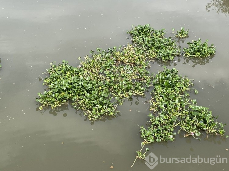 Asi Nehri'ni su sümbülleri kapladı