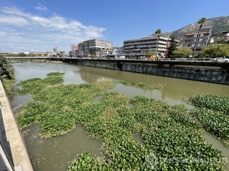 Asi Nehri'ni su sümbülleri kapladı