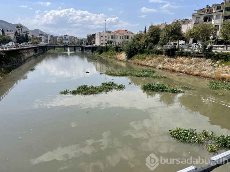 Asi Nehri'ni su sümbülleri kapladı