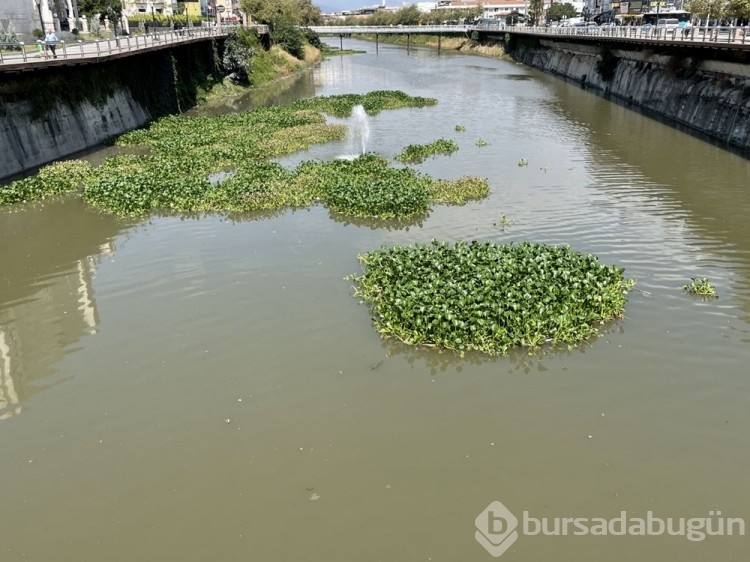 Asi Nehri'ni su sümbülleri kapladı