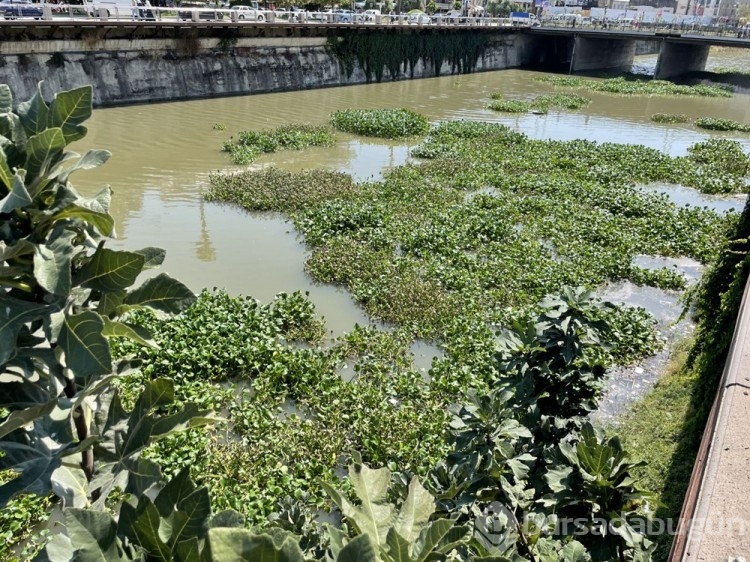 Asi Nehri'ni su sümbülleri kapladı