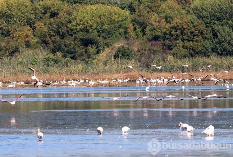 Flamingoların görsel şöleni başladı