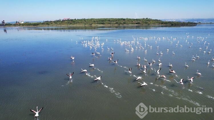 Flamingoların görsel şöleni başladı