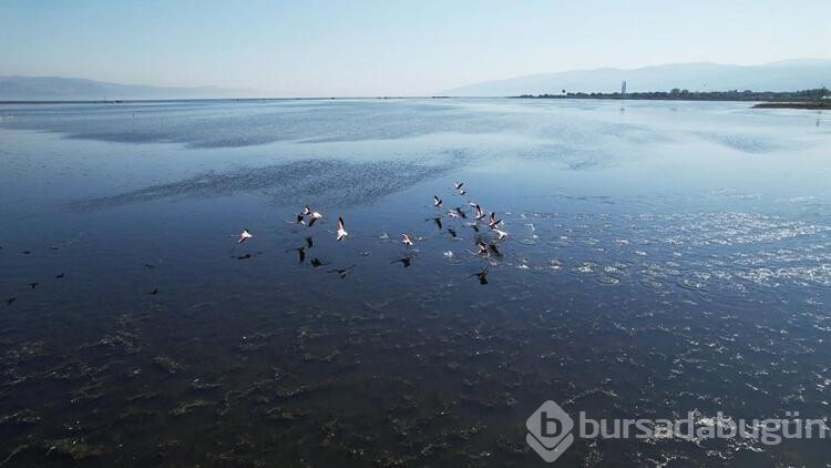 Flamingoların görsel şöleni başladı