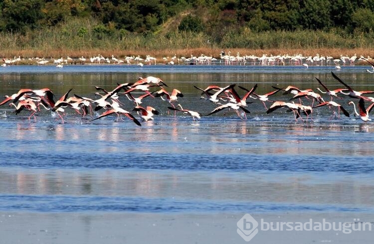 Flamingoların görsel şöleni başladı