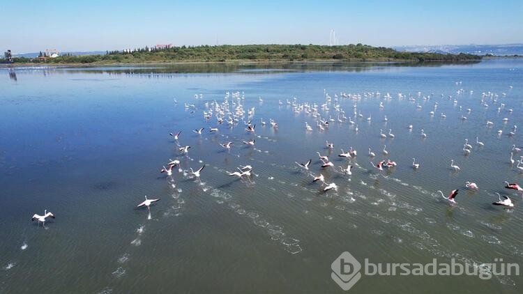 Flamingoların görsel şöleni başladı