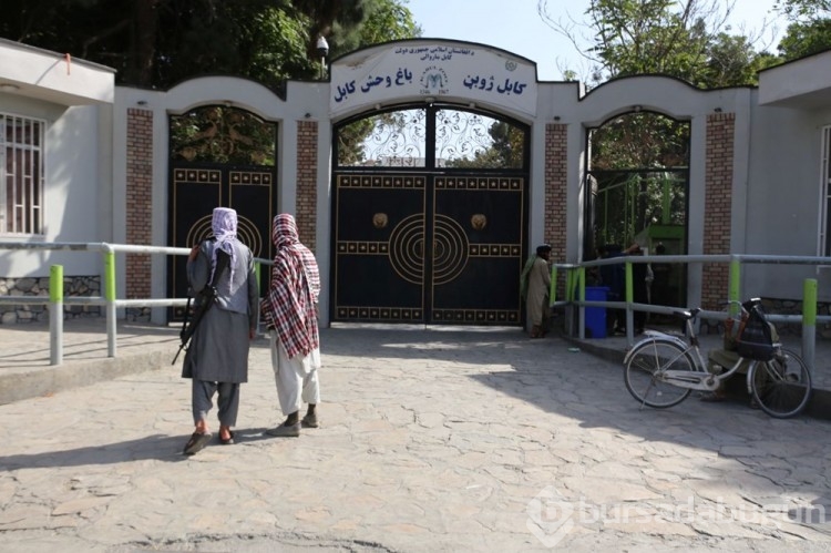 Afganistan'ın Kadın-erkek ayrımı hayvanları zora soktu