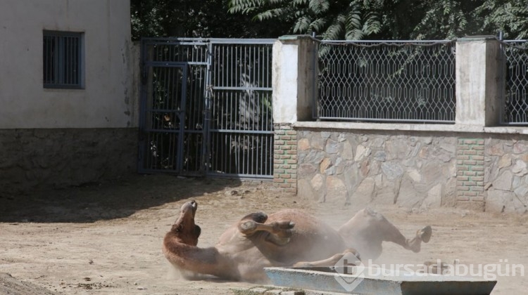 Afganistan'ın Kadın-erkek ayrımı hayvanları zora soktu