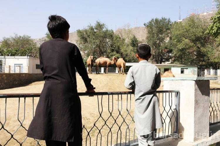 Afganistan'ın Kadın-erkek ayrımı hayvanları zora soktu
