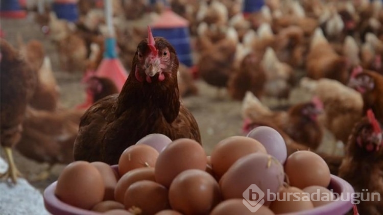 Sağlık Bakanlığı sivrisinekten korunma rehberi yayımladı