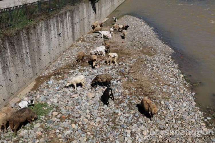 Çoban uyudu, sürü derede mahsur kaldı