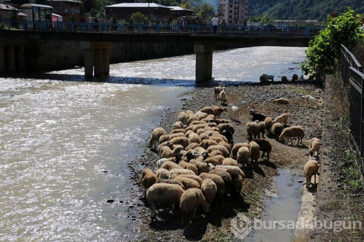 Çoban uyudu, sürü derede mahsur kaldı