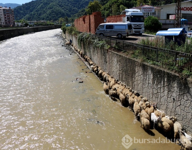 Çoban uyudu, sürü derede mahsur kaldı