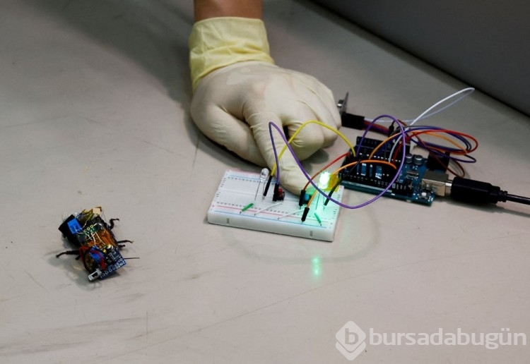 Robot böcekler hayat kurtaracak