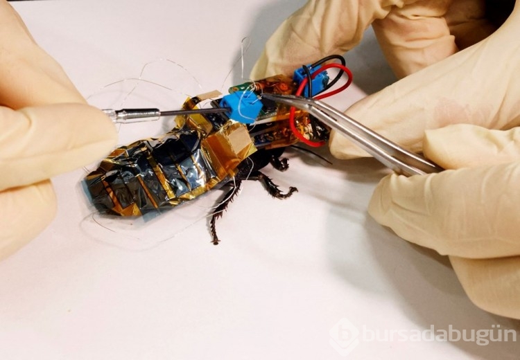 Robot böcekler hayat kurtaracak