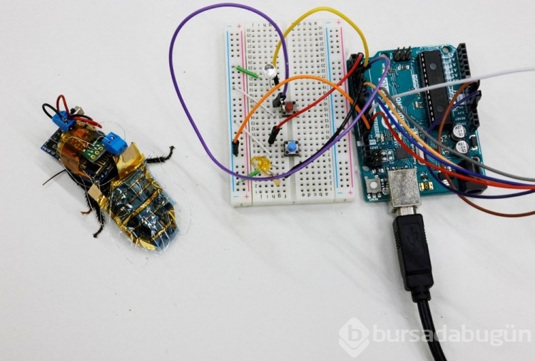 Robot böcekler hayat kurtaracak