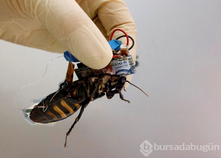 Robot böcekler hayat kurtaracak