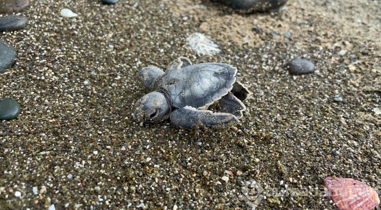 Hatay'da yumurtadan deniz kaplumbağası çıktı
