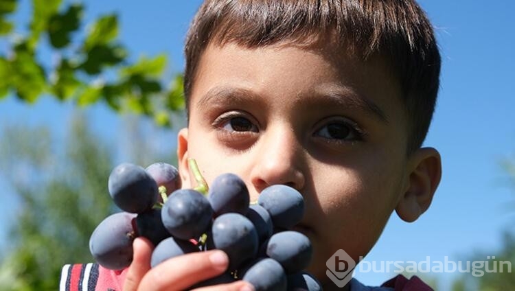 Çekirdekli, az şekerli, tescilli Cimin üzümü hasadı devam ediyor
