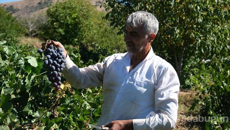 Çekirdekli, az şekerli, tescilli Cimin üzümü hasadı devam ediyor
