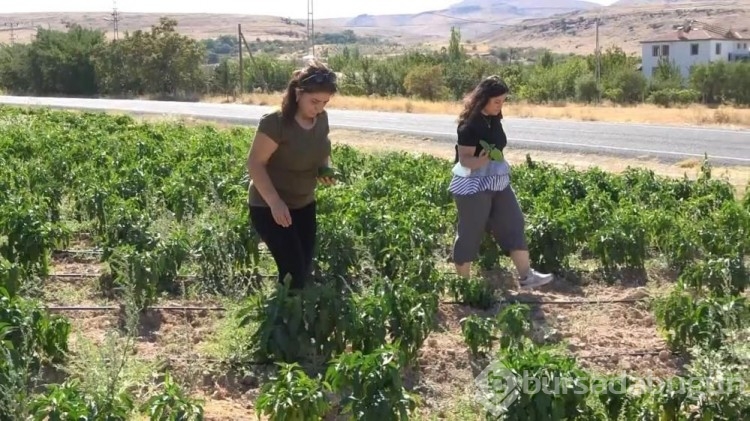 Marketteki fiyatlara kızdı, kimsenin yapmadığını yaptı