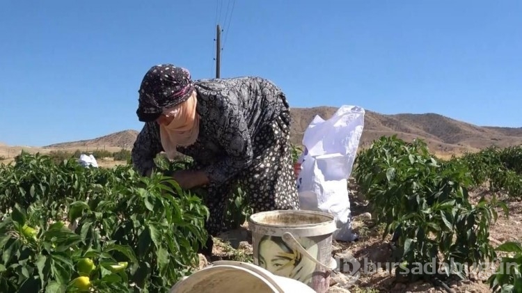 Marketteki fiyatlara kızdı, kimsenin yapmadığını yaptı