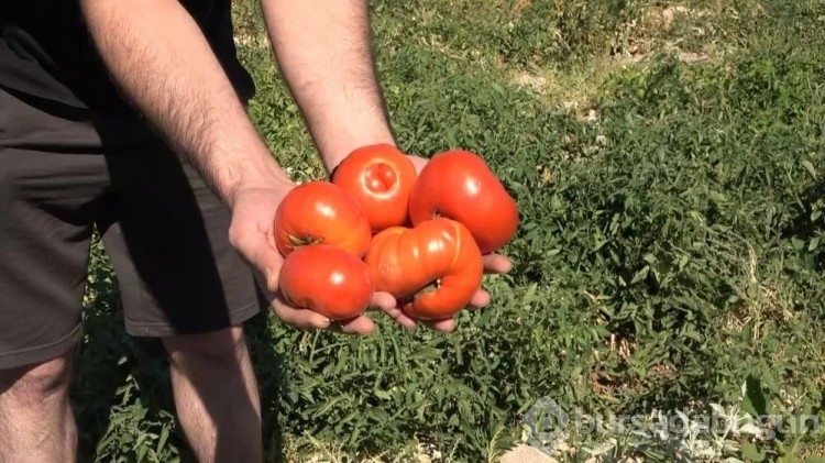 Marketteki fiyatlara kızdı, kimsenin yapmadığını yaptı